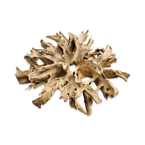 Тик корень Тик корень