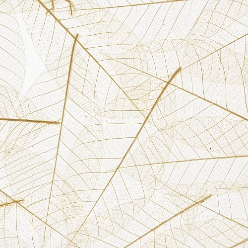 Экополотно ORGANOID Листья Гевеи Экополотно ORGANOID Листья Гевеи