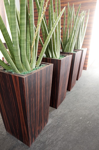 Натуральный шпон Эбиара (Берлиния) Натуральный шпон Эбиара (Берлиния)