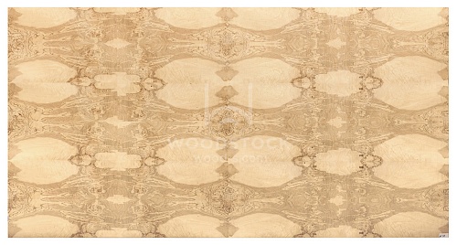 Сращенный шпон Ясень оливковый корень Сращенный шпон Ясень оливковый корень