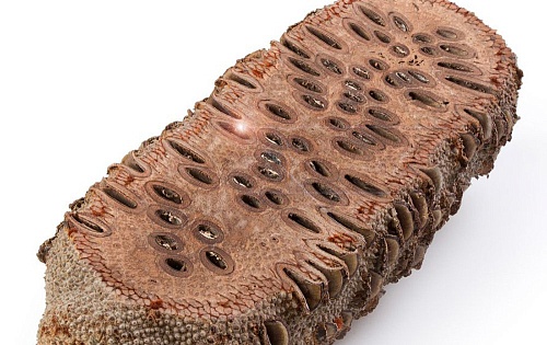 Другие формы Банксия [Banksia]