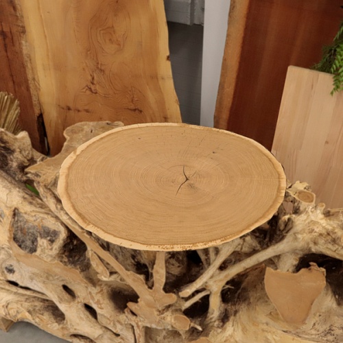 Дуб (торцевой срез) Дуб (торцевой срез)