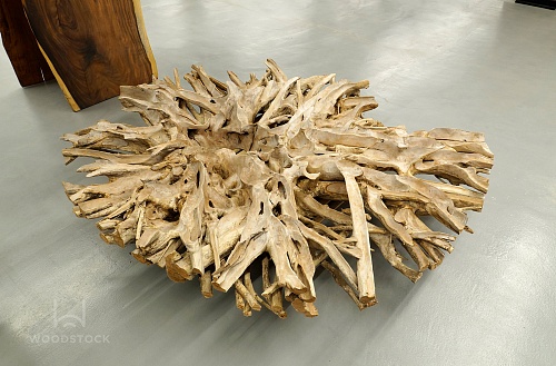 Тик корень Тик корень