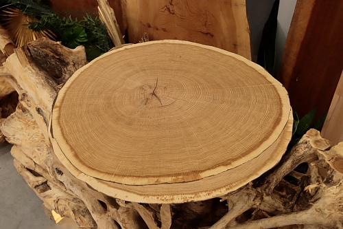 Дуб (торцевой срез) Дуб (торцевой срез)