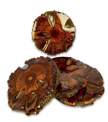 Другие формы Банксия [Banksia]