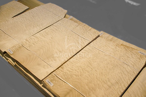 Клен Quilted Клен Quilted