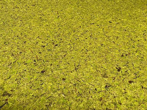 Экополотно ORGANOID Мох Лойташ MOUS HELLGRIAN Экополотно ORGANOID Мох Лойташ MOUS HELLGRIAN