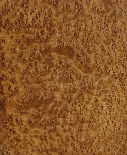 Натуральный шпон Камфора корень