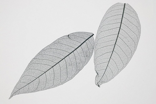 Экополотно Листья Гевеи Антрацит