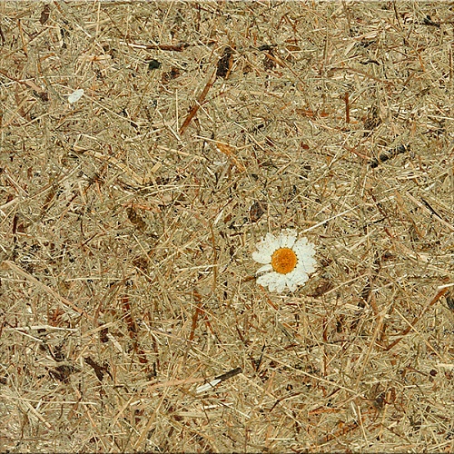 Экополотно ORGANOID Альпийские луга Маргарита Экополотно ORGANOID Альпийские луга Маргарита