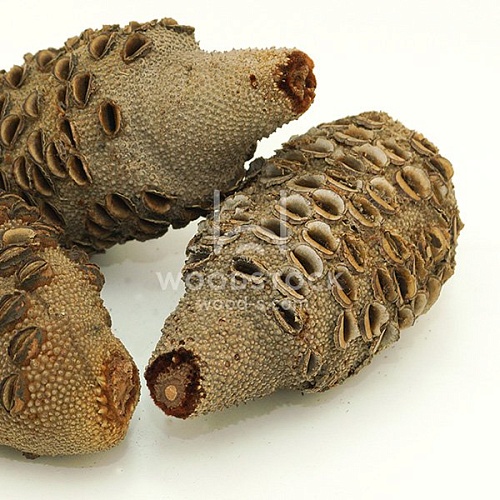 Другие формы Банксия [Banksia]