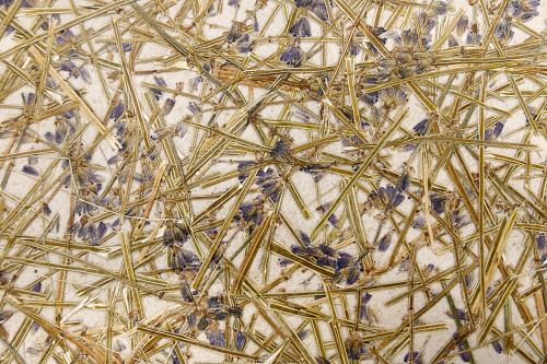 Экополотно Стебли Лаванды