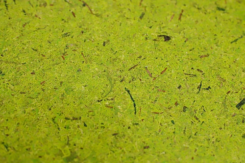 Экополотно Мох Лойташ