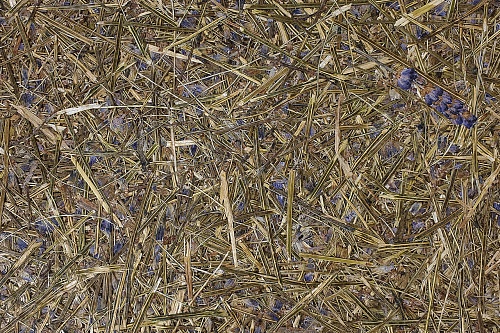 Экополотно ORGANOID Стебли Лаванды Экополотно ORGANOID Стебли Лаванды