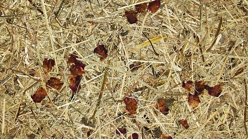 Экополотно ORGANOID Альпийские луга Роз Экополотно ORGANOID Альпийские луга Роз