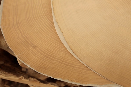 Ясень Белый (торцевой срез) Ясень Белый (торцевой срез)