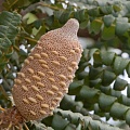 Другие формы Банксия [Banksia]