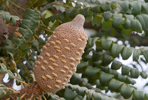 Другие формы Банксия [Banksia]