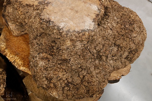 Амбойна корень