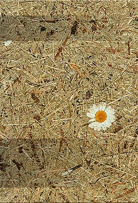 Альпийские луга Маргарита Альпийские луга Маргарита