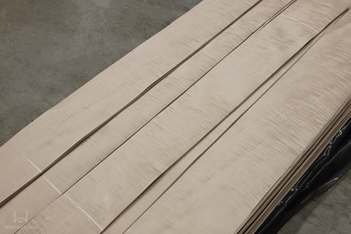 Клён Сикомора 09.S.026 Клён Сикомора 09.S.026