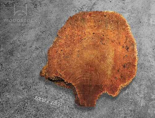 Слэбы Ярра, корень Слэбы Ярра, корень