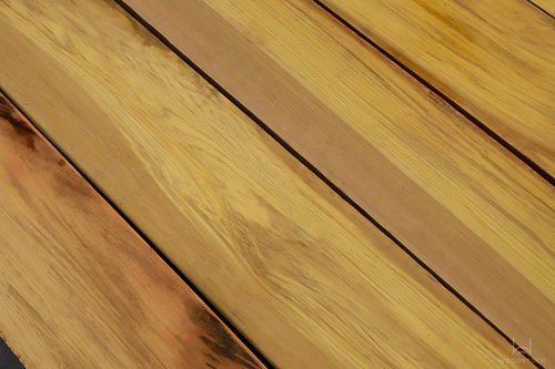 Олива Лаора