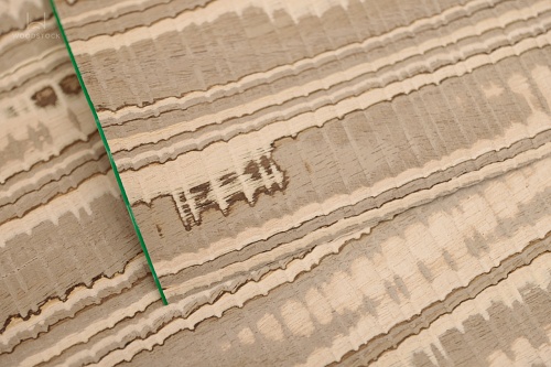 Коллекция DUNA Мультишпон Tamo V 3D