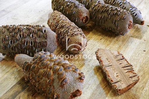 Другие формы Банксия [Banksia]