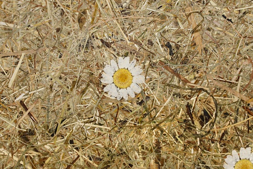 Экополотно Альпийские луга Маргарита