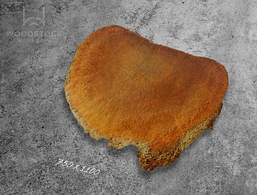 Слэбы Ярра, корень Слэбы Ярра, корень