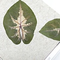 Каталог Organoid 