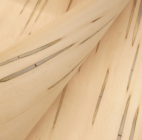 Натуральный шпон Клен Gusano Натуральный шпон Клен Gusano