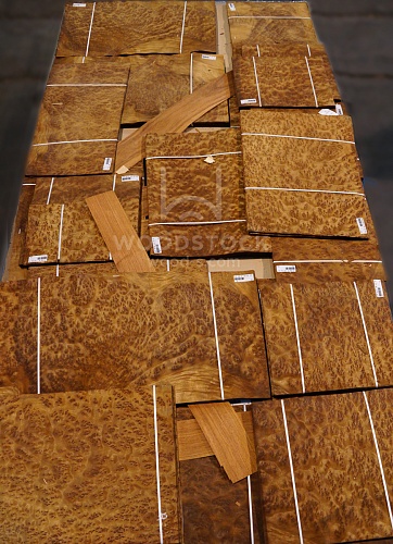 Натуральный шпон Камфора корень