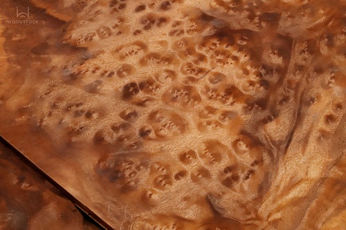 Натуральный шпон Камфора корень