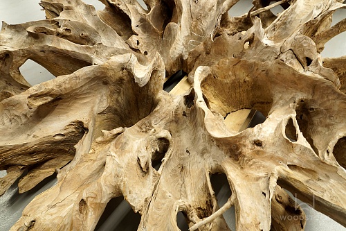 Тик корень Тик корень