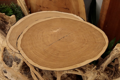 Дуб (торцевой срез) Дуб (торцевой срез)