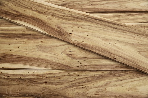 Акация Акация