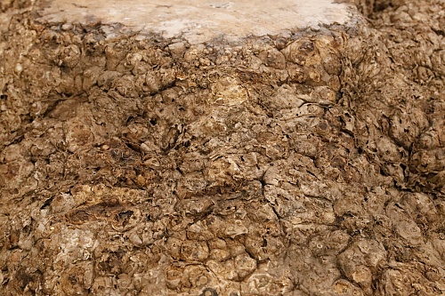 Амбойна корень