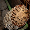 Другие формы Банксия [Banksia]