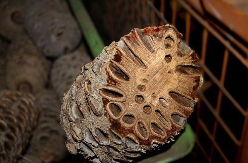 Другие формы Банксия [Banksia]