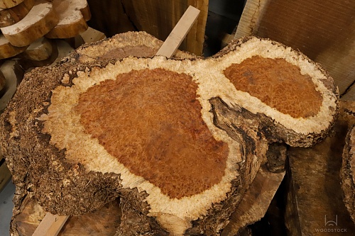 Амбойна корень