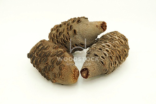 Другие формы Банксия [Banksia]