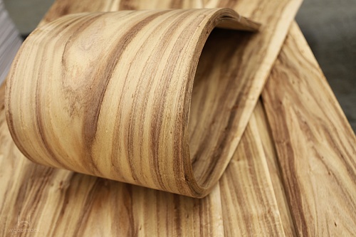 Акация Акация