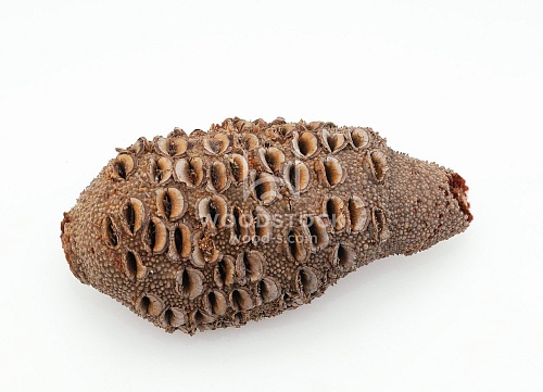 Другие формы Банксия [Banksia]